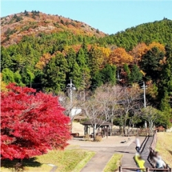 田园生活花王相伴    让我们一起“村游”放肆去“野”